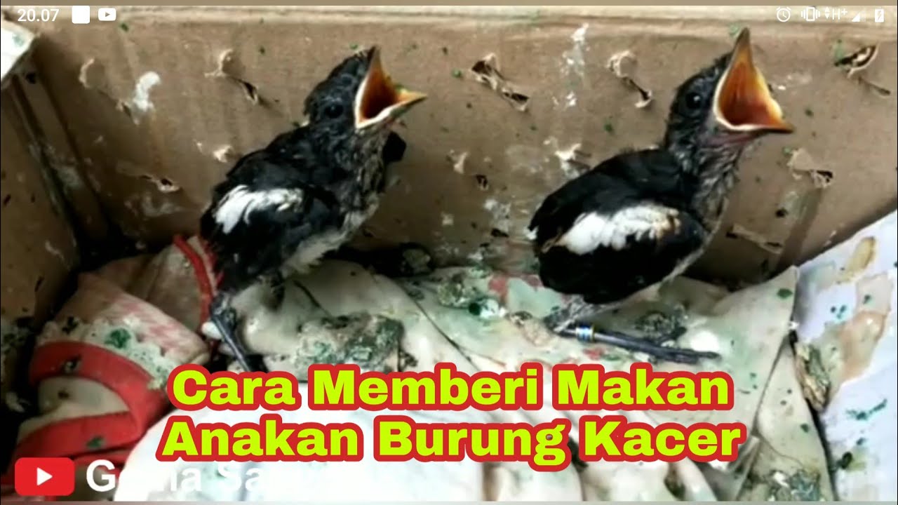 Cara Merawat Anakan Burung Kacer 