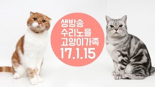 수리노을 LIVE ] 17/1/15(일) PM 8:40 5마리 고양이가족 방송 【SURI&NOEL】