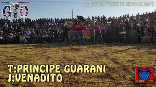 PRINCIPE GUARANI  CON VENADITO EN EL TEPAMAL MICHOACAN 2019