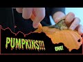 Pumpkin Carving at the Annenberg School