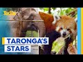 Meet the stars of Taronga Zoo | Today Show Australia