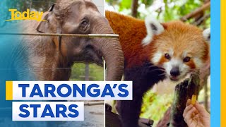 Meet the stars of Taronga Zoo | Today Show Australia