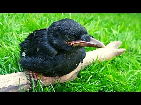 Video: You got a crow chick: tips for care and feeding