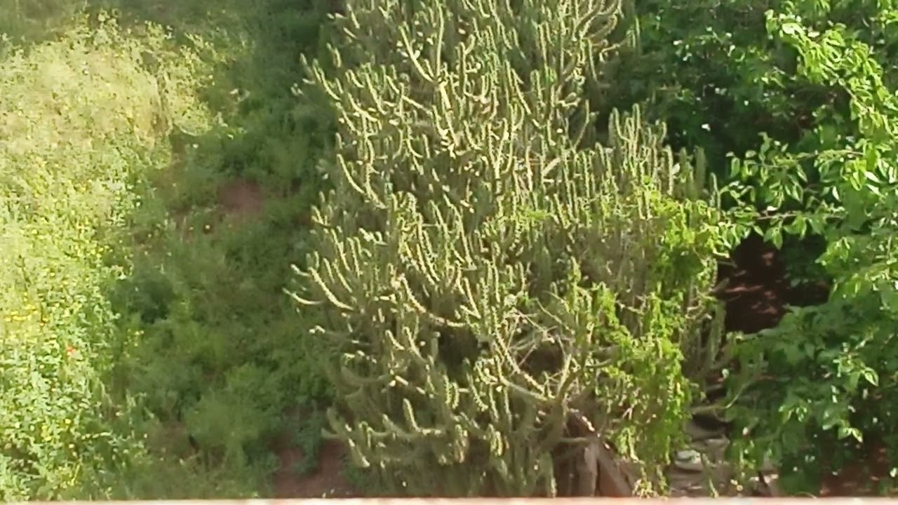 جمال البادية في الصباح و صوت العصافير 🐦🦜🌲🌵☘️🌾