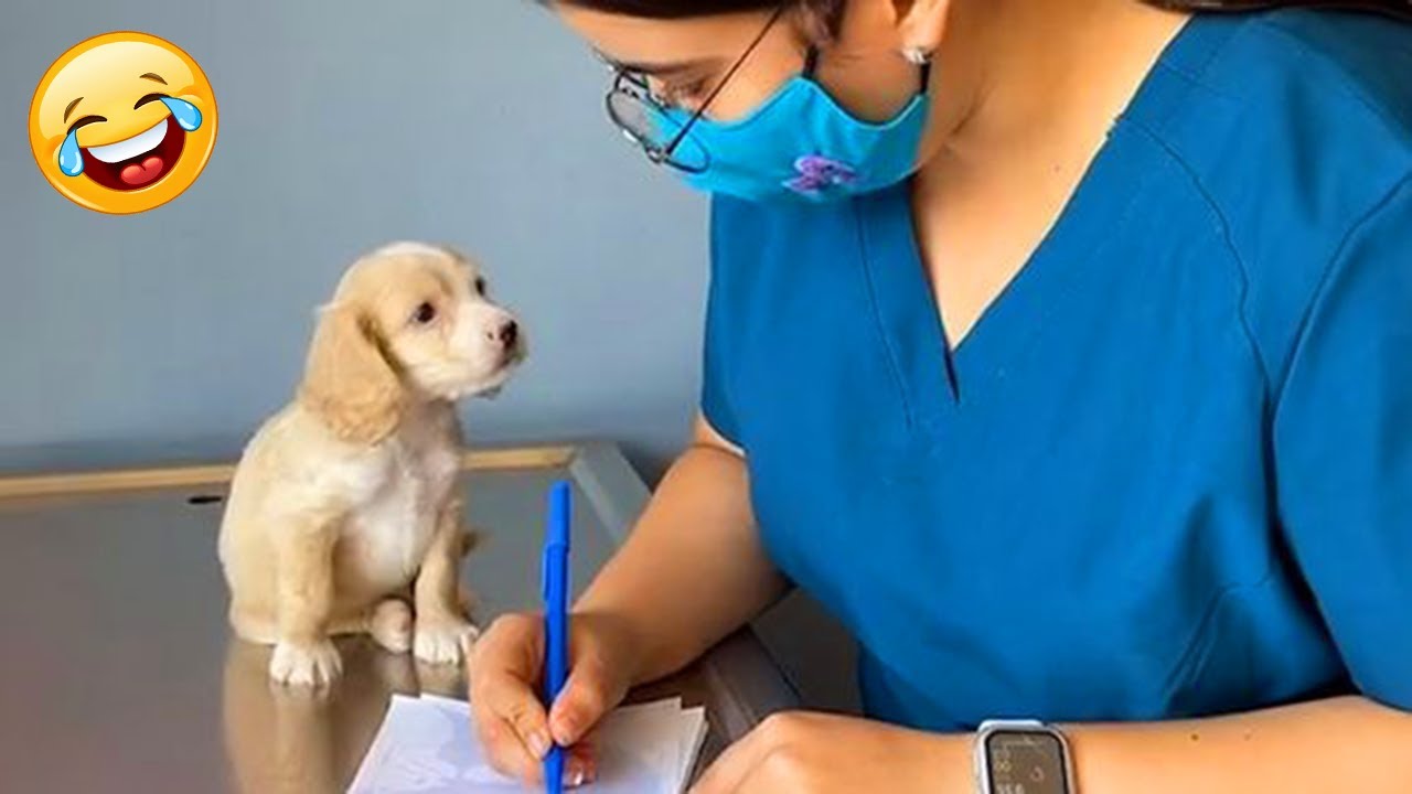 Funny DOGS are here to MAKE YOU LAUGH! 🐶 New Funny Animals 2025