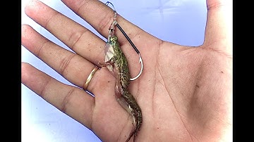 hướng dẫn móc nhái câu cá lóc,lưỡi nhái treo