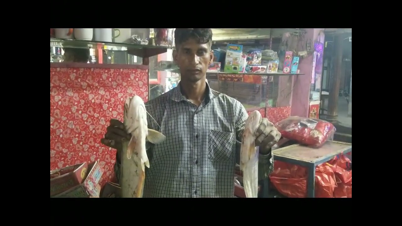 Fish  video Trap 2024 💥💥Live Best Chall CatFish  Hook🎣🐠🐬In T