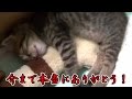 【第53 話】子猫を守り続けてくれて、本当にありがとう!(面白い&可愛い子猫)