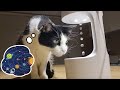 Cat React to Anti-Gravity Water Drop Illusion