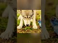 このライオンとオオカミは一緒に育ったため、家族のように親しい関係になっている#映画 #解說 #movie