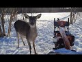 Благородные олени помогают в уборке снега ❄