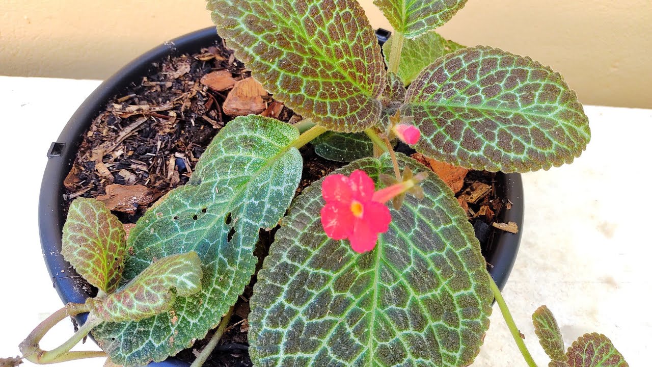 Tapete de rainha: como plantar e cuidar