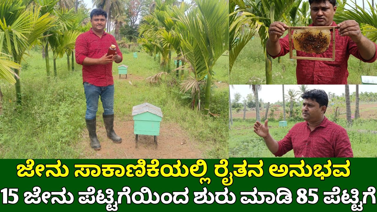15 ಜೇನು ಪೆಟ್ಟಿಗೆಯಿಂದ ಶುರು ಮಾಡಿದೆ ಈಗ 85 ಪೆಟ್ಟಿಗೆ | ಜೇನು ಸಾಕಾಣಿಕೆಯಲ್ಲಿ ರೈತನ ಅನುಭವ | hony bee farming