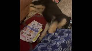 Daisy Chewing Newspaper 10 week old German Shepherd Puppy 20200824