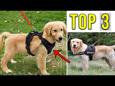 Vidéo: Comment Choisir Et Installer Un Harnais Pour Chien Sans Traction