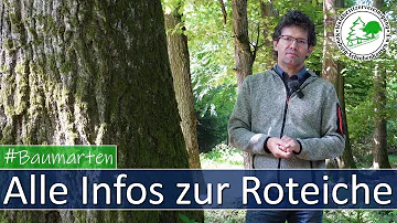 Ist die Roteiche ein tiefwurzler?