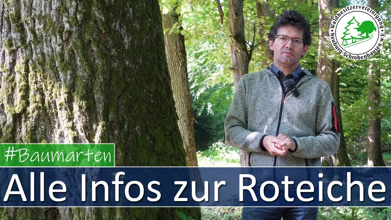 Die Baumart Roteiche - Alle Infos zu diesem Laubbaum
