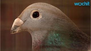 Portugal Pilots Warned of 70,000 Homing Pigeons
