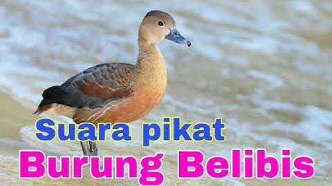 Suara pikat burung Belibis rombongan suara jernih MANTAP