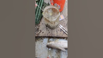 Câu cá basa, cá lăng điểm mới#shorts