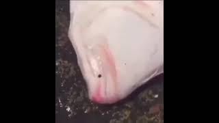 Fish amber alert