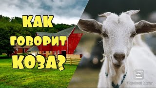 КАК ГОВОРИТ КОЗА / ЗВУКИ КОЗЛА 🐐

#коза #козел #звуки_козла #звуки_козы