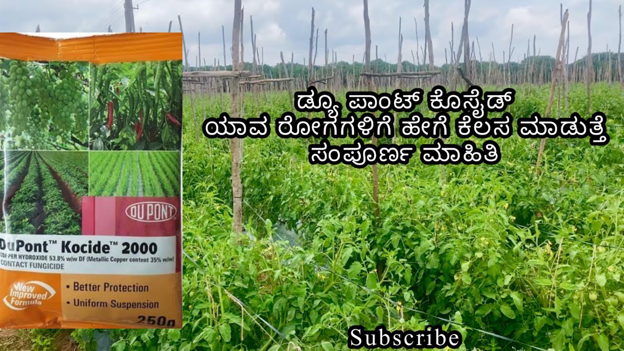 DuPont kocide (ಕನ್ನಡದಲ್ಲಿ ಸಂಪೂರ್ಣ ಮಾಹಿತಿ ) ಮಳೆಗಾಲದ ರೋಗಗಳ ನಿರೋಧಕ