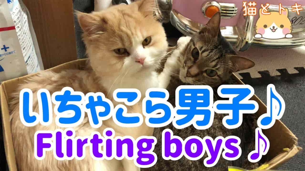 元保護猫キジトラとスコティッシュフォールドねこのいちゃこら にゃんことトキブログ おすすめ雑貨グッズやdiy紹介
