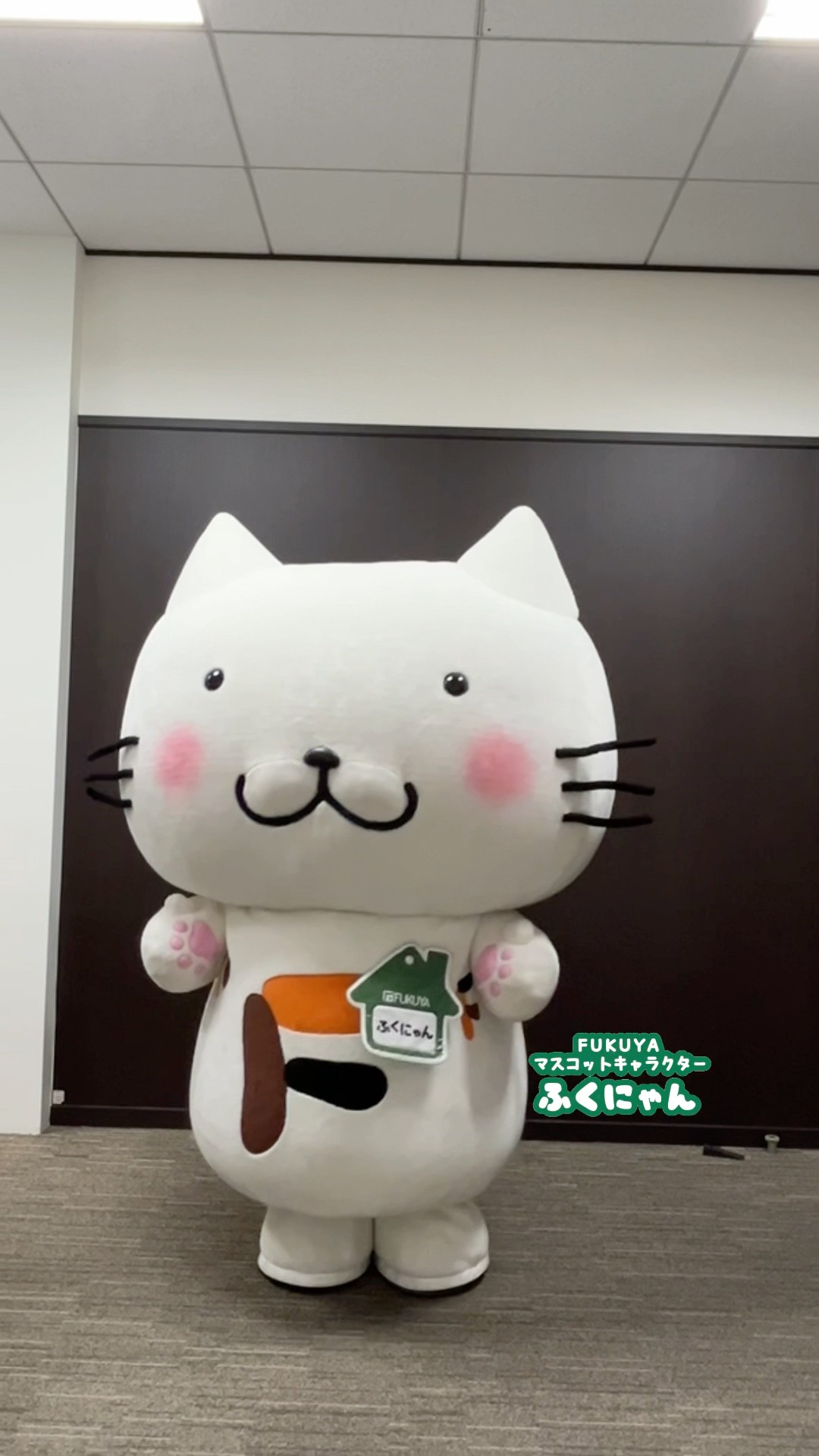 ふえてく、ふえてく、、🐱 #fukuyaのふくにゃん - YouTube