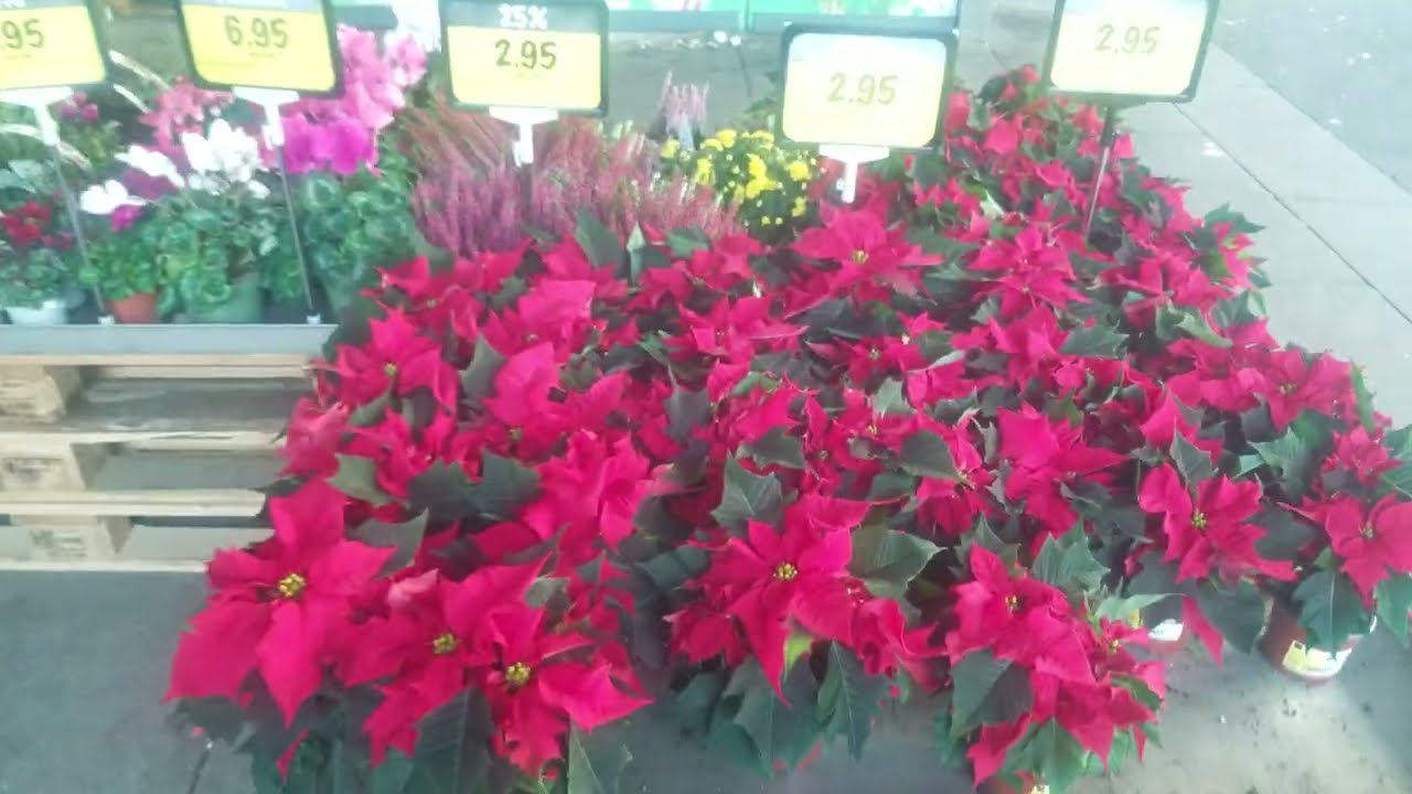 Wolfsmilchgewächse Der Weihnachtsstern, auch Adventsstern, Christstern oder Poinsettie genannt, i