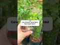 Rahasia Bibit Cepet Pulih Anti Layu Setelah Pindah Tanam 🌿