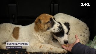 Волонтери рятували тварин у Бучі та знаходили їм нових господарів