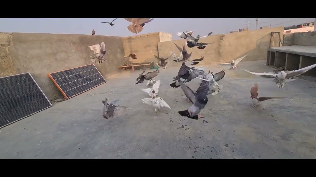 Aaj kabutar ko uncha kiya 😱 آج کبوتر کو انچا کیا