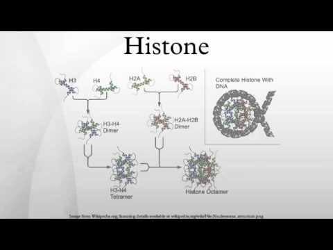 Video: Rámcové Posunuté Mutácie Na C-konci HIST1H1E Vedú K špecifickému Podpisu Hypomethylácie DNA