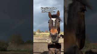 A byłoby takie ładne ujęcie 😅. Znacie jakieś kucyki? #short #horse #horserider #shetlandpony A byłoby takie ładne ujęcie 😅. Znacie jakieś kucyki? #short #horse #horserider #shetlandpony