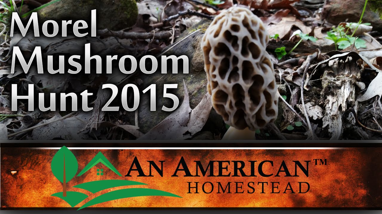 Morel Mushroom Hunt 2015 YouTube