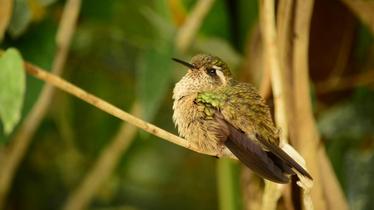 Speckled Hummingbird/ Colibrí moteado Ecuador 