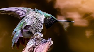 Hummingbird Enjoying His Favorite Spot