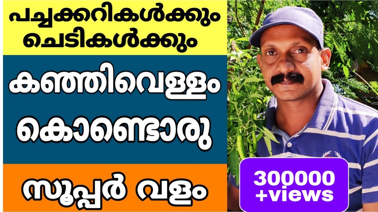 കഞ്ഞിവെള്ളംകൊണ്ടുള്ള ഈ വളം മതി പച്ചക്കറികൾ നന്നായി വിളയാൻ |Rice water fertilizer|Organic fertilizer|
