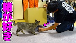 人間と猫の知恵比べ、勝つのはどっち！？
