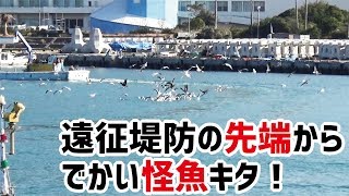 遠征堤防の先端からでかい怪魚が釣りあがる