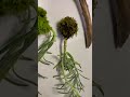 Moss, Succulents, &amp; Driftwood = Living Art #plantsoftiktok #succlentsoftiktok #livingart #imadethis