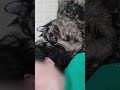 こんなの反則…猫の添い寝タイム｜This is unfair… Cat’s snuggle time #サビ猫 #Cats #猫のいる暮らし #tortiecats #Shorts