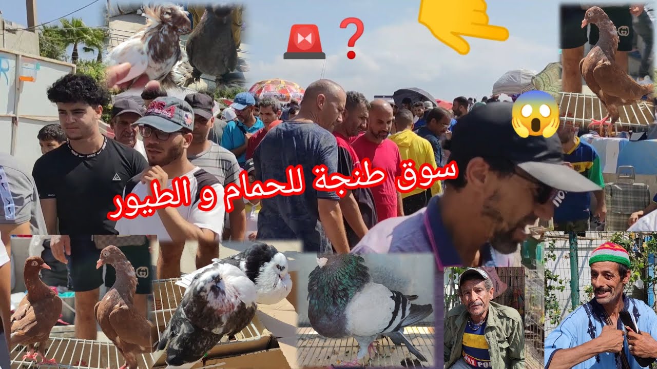 سوق طنجة↙️ يرحب بكم♥️ بأتمنة الحمام وجودة عالية وحمام 👈كبرى 🐉 لأول😱 مرة شفتو ⁉️الله يبارك🔥