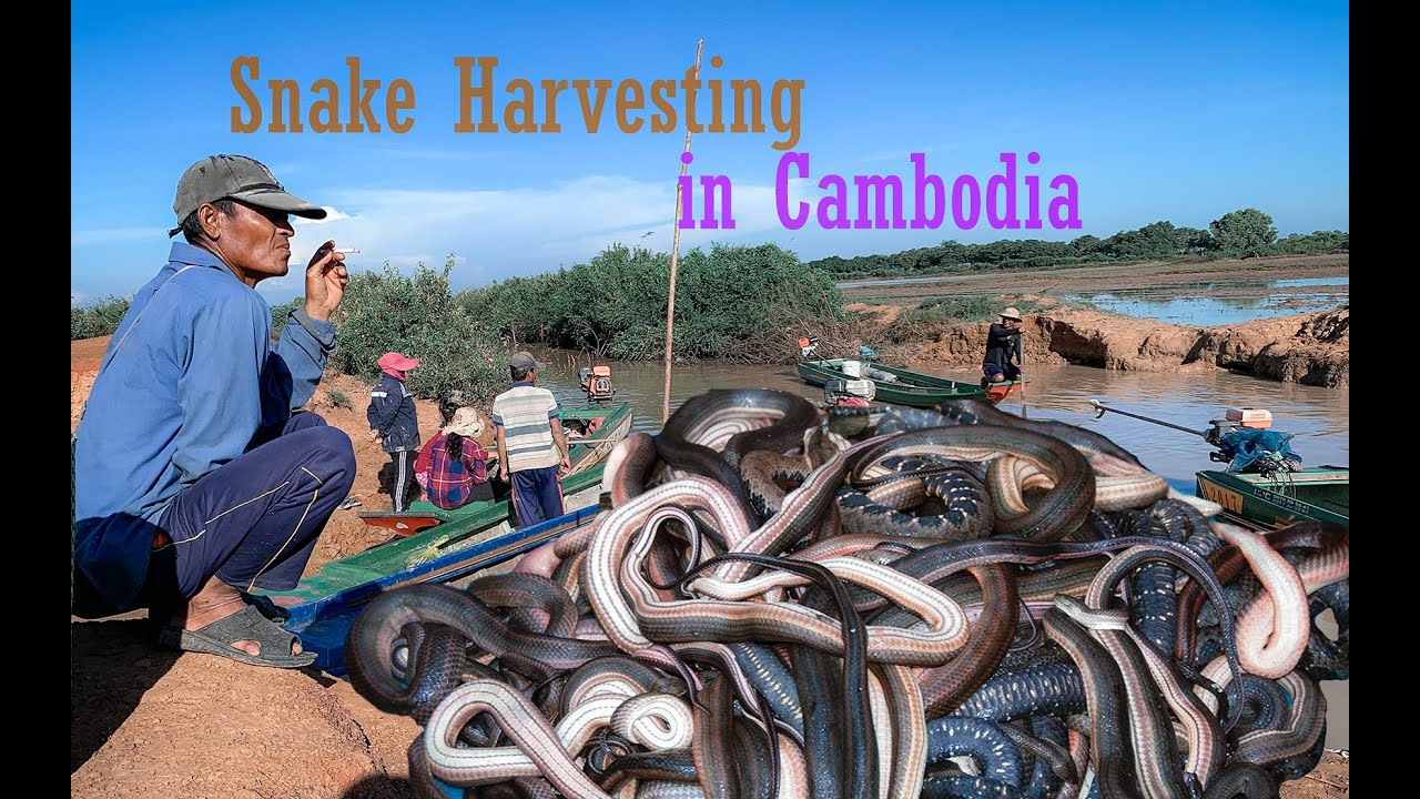 Snake harvesting in Tonle Sap Cambodia | Endemic snake of Cambodia | Mardy Sean | Fish and snake |