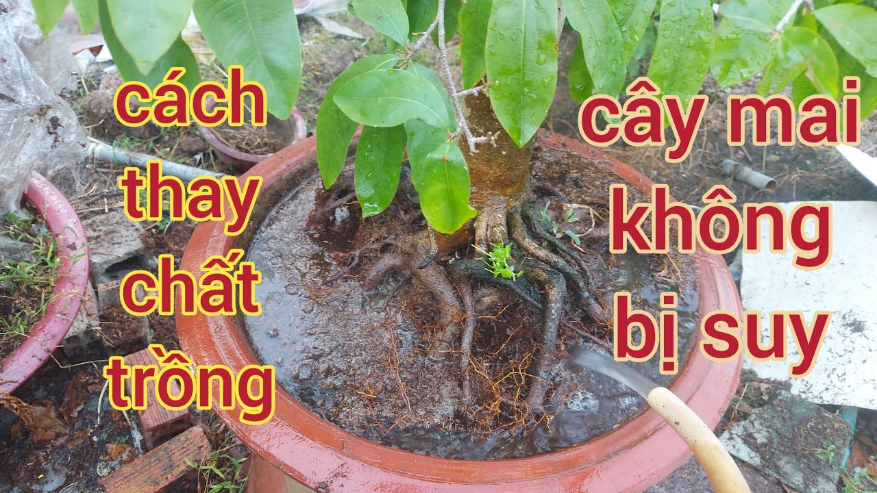 Cách thay chất trồng cho cây mai đang ra lá non , cây ko bị suy , ko mất sức sđt 0988063918
