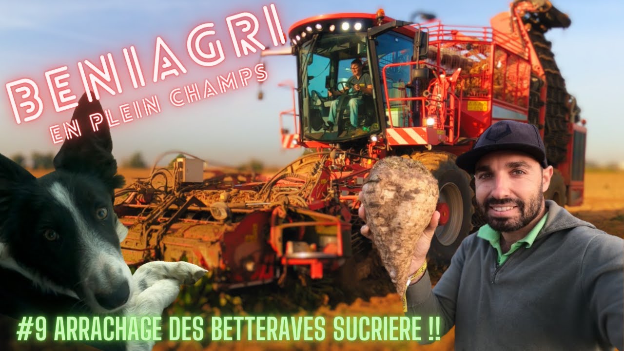 C'EST PARTI POUR LA SAISON DES BETTERAVES SUCRIERES (PARTIE 1)! UN CHANTIER HORS NORMES!!
