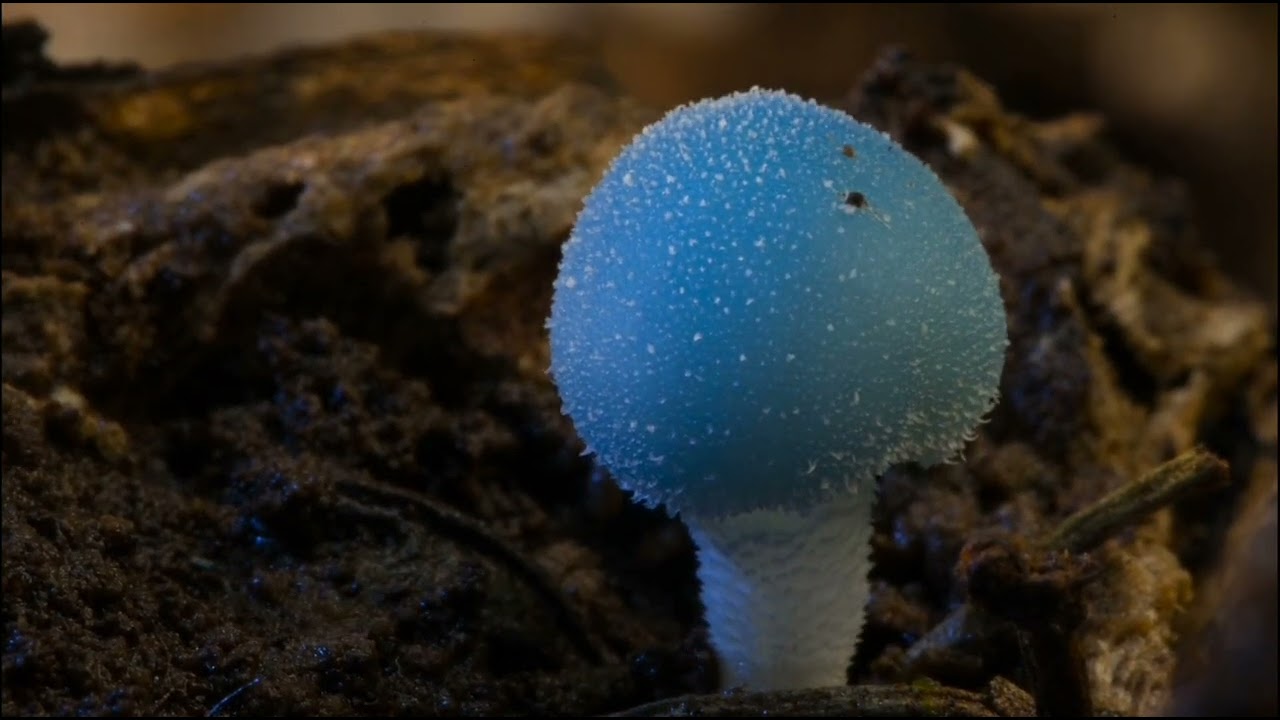 Forseti - Welkes Blatt (Türkçe Çeviri)