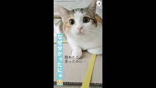上手に「かくれんぼ」したと思った猫 → ビニールがめくられると、可愛いびっくり顔をしちゃう♪ #Shorts