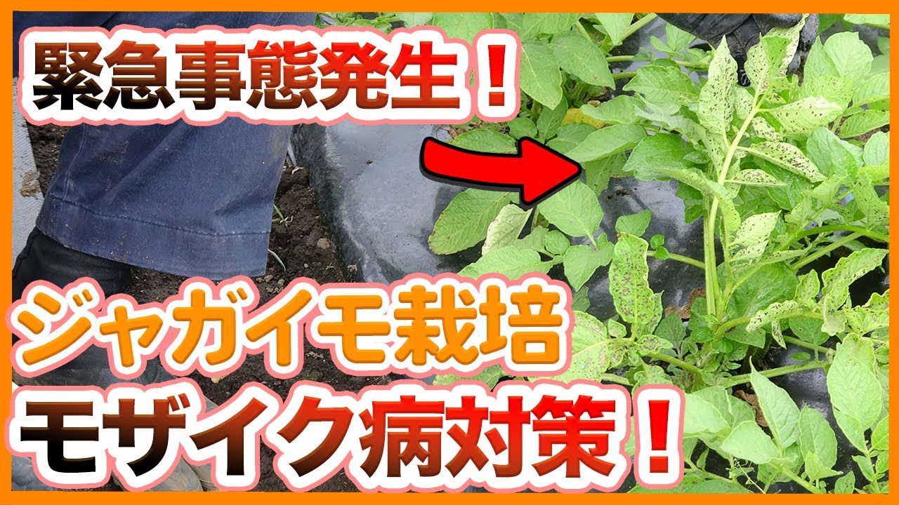家庭菜園や農園のジャガイモ栽培で緊急事態発生 厄介なモザイク病の対策と原因のアブラムシ駆除を徹底解説 農家直伝 Potato Mosaic Disease Countermeasures Youtube